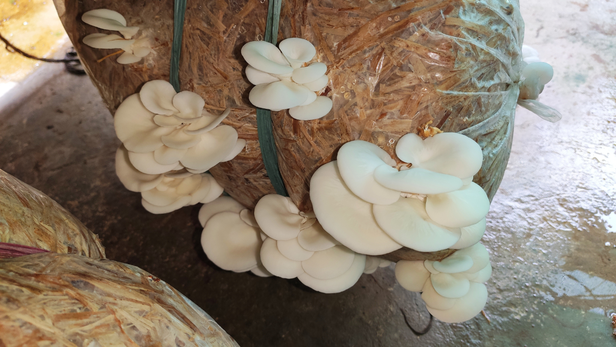 घर के पास ही मशरूम की खेती: राज्य सरकार दे रही किट से लेकर झोपड़ी तक अनुदान