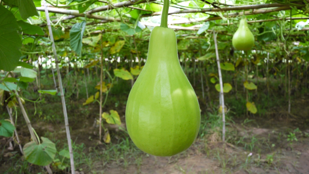 लौकी की बड़ी समस्या: काले धब्बे, ब्लैक रॉट और उनका वैज्ञानिक समाधान