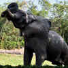 African elephant