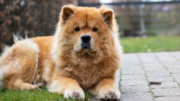 The Reserved Chow Chow