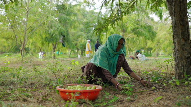 बाग में क़रीब 1100 आंवले के पेड़