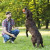 Canine competition