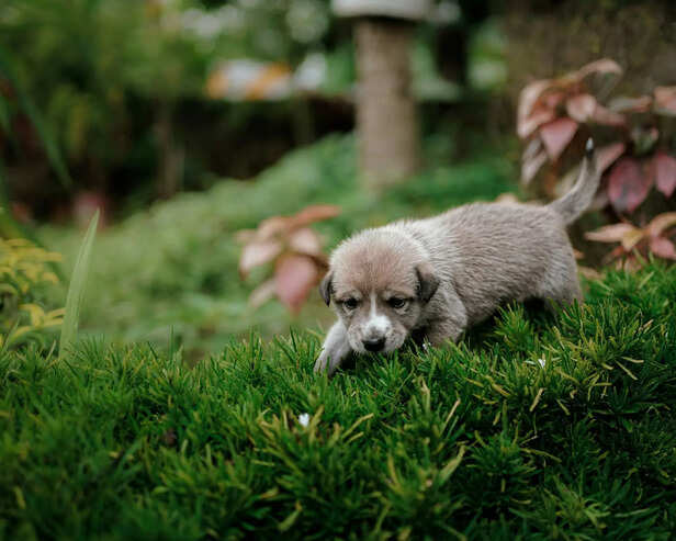 healthy loyal with less expense