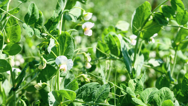 रबी फसलों पर सर्दी का वार, किसानों को दो हफ्ते की खेती का अलर्ट