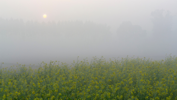 कोहरे और कड़ाके की ठंड से बढ़ेगी मुश्किल, कई राज्यों में शीत दिवस की चेतावनी