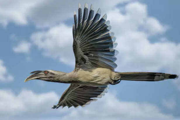 Grey hornbill in flight