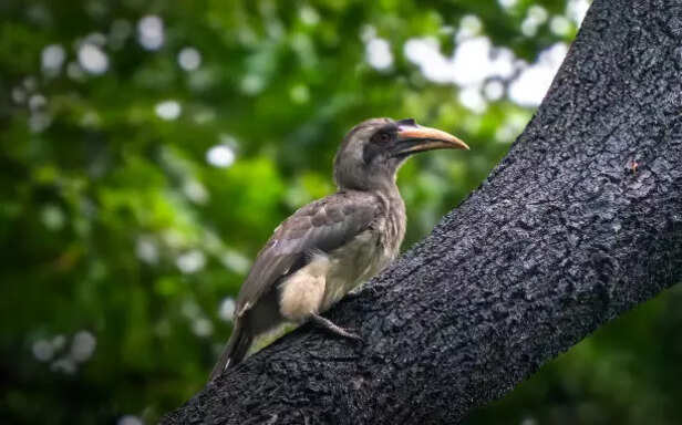 The grey hornbill and its diet