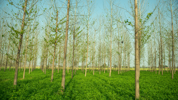 पेड़ों की सही जगह, खेती की सही राह, ओडिशा के पहाड़ों से जलवायु सबक