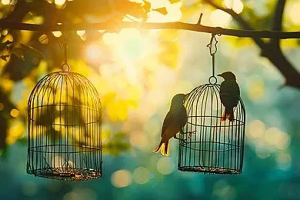 Proper housing for pet birds