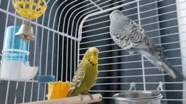 Clean and safe bird cage