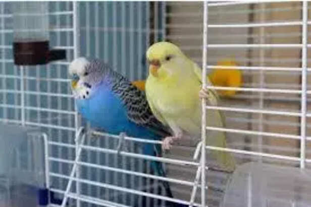 Healthy environment for bird in cage