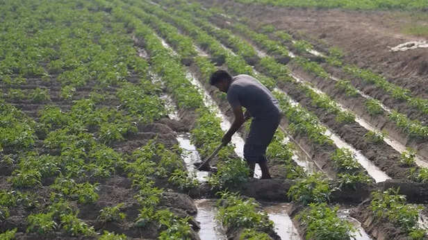 समय पर होनी चाहिए खेती