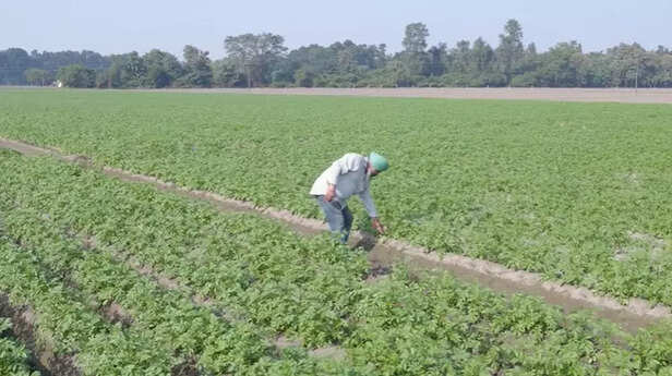 अमनदीप सिंह रोज देखने जाते हैं खेत