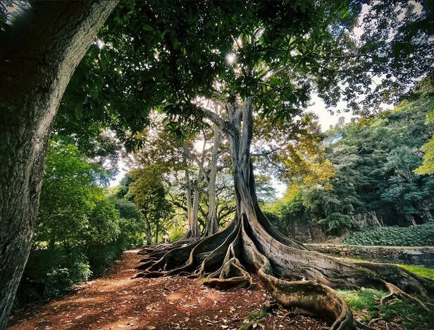 Tree with deep roots