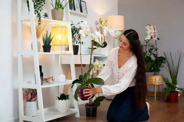 A women arranging the plant
