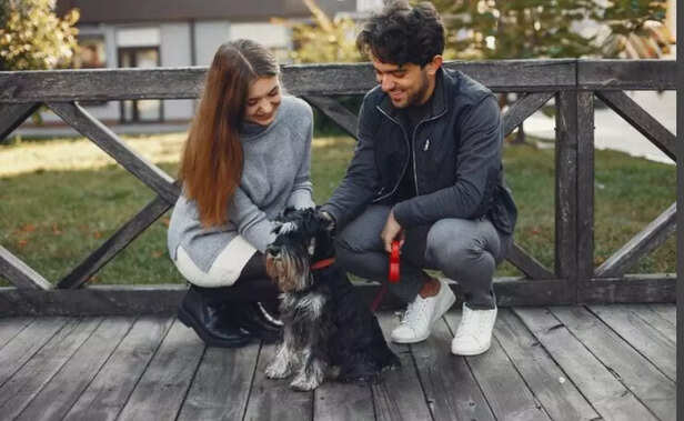 Owner working or busy, pet nearby.