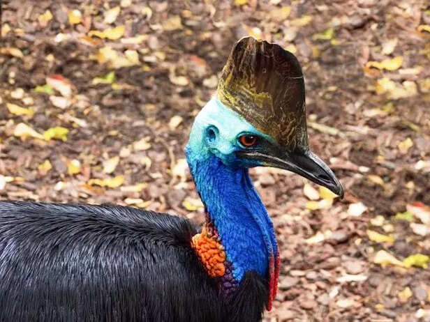 Cassowary