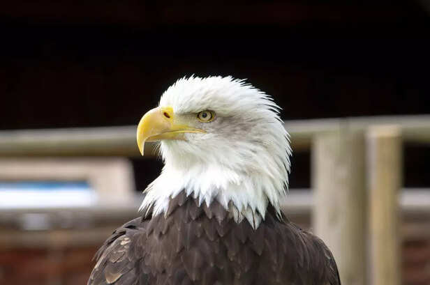 Bald Eagle