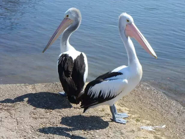 Pelican