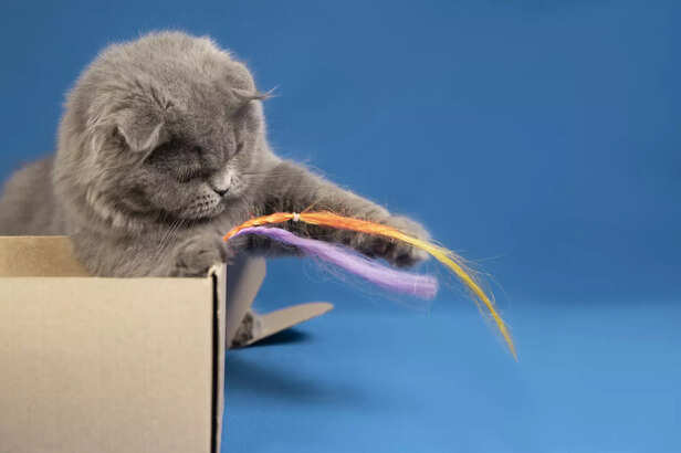 Toys for cat made from household items