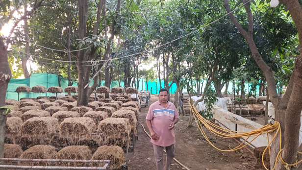 खुले बाग में मशरूम, बिना रसायन: छत्तीसगढ़ के किसान ने बदली खेती की परिभाषा