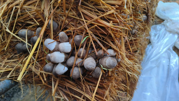 पराली से पैदावार तक: बाग में मशरूम उगाकर किसान ने रचा टिकाऊ खेती का मॉडल