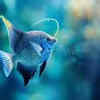 Angelfish spawning on aquarium glass