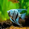 Angelfish feeding in freshwater tank