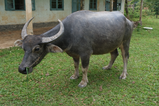 बाढ़, गरीबी और बदलाव के बीच टिकती देसी नस्ल