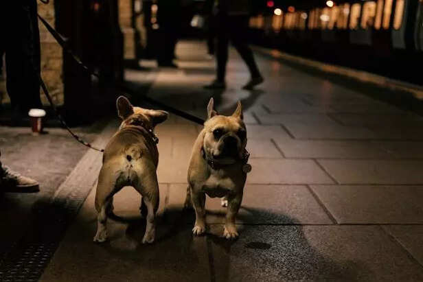 dogs barking late at night