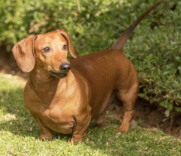 Evolution of the "Wiener Dog"