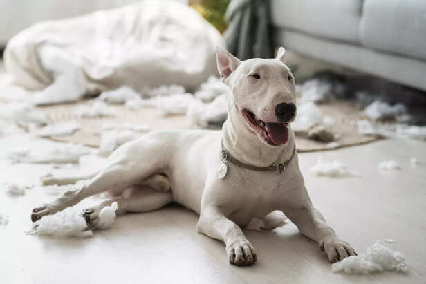 Evolution of the egg shaped head