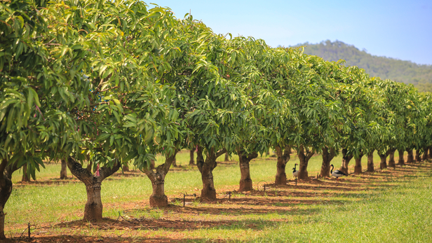 इस उपाय को अपनाने से बौर और फल गिरने की समस्या खत्म हो जाएगी।