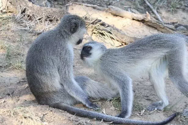 Vervet monkeys