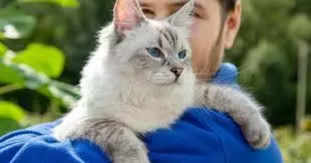 A most popular friendly cat