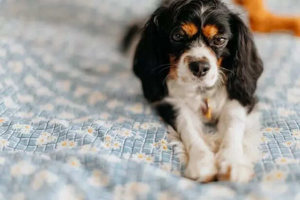 Cavalier King Charles Spaniel