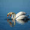 Swans