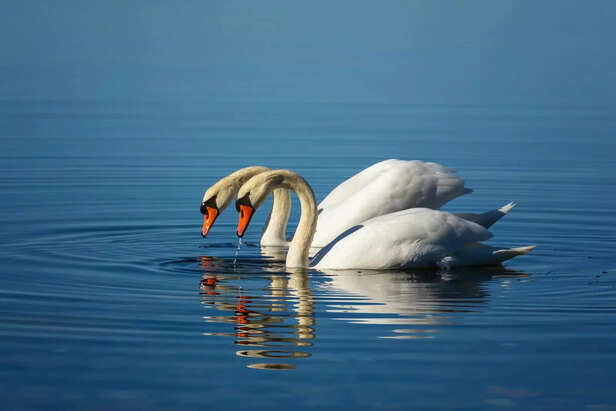 Swans