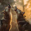 Wolves
