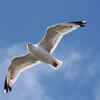 Albatross
