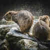 Beavers