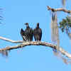 Black Vultures