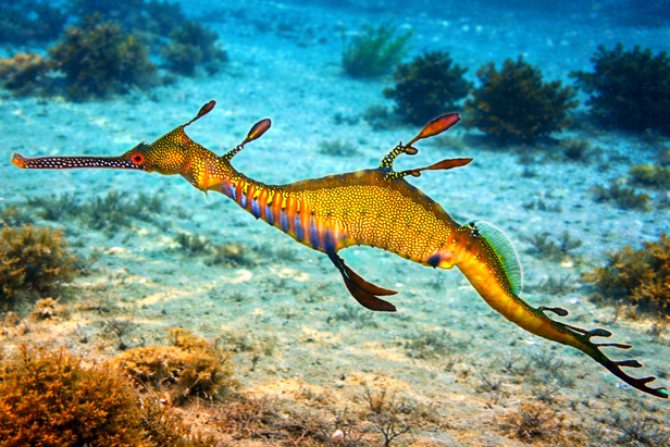 Sea dragon