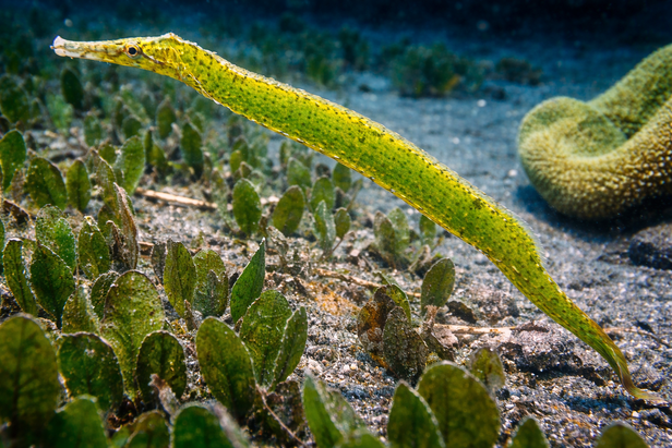 Pipefish