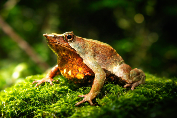 Darwin's frog