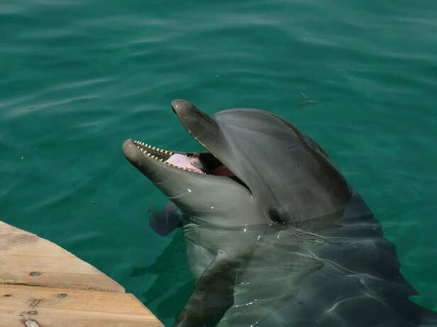 A Playful Dolphin