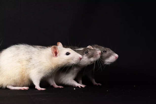 Rats Have Their Own Way of Expressing Joy