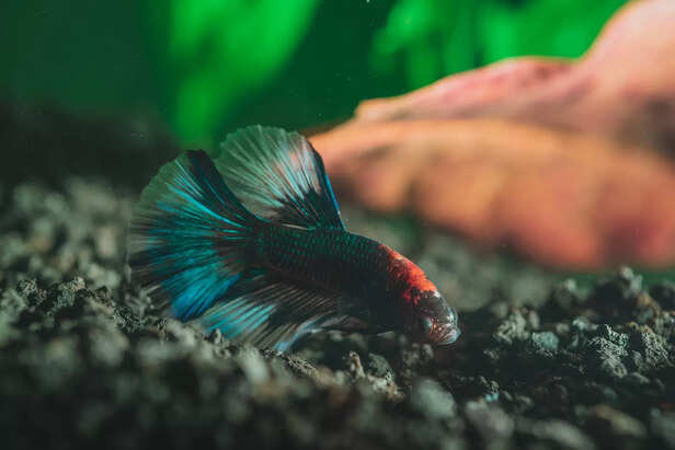Colorful betta fish in home aquarium