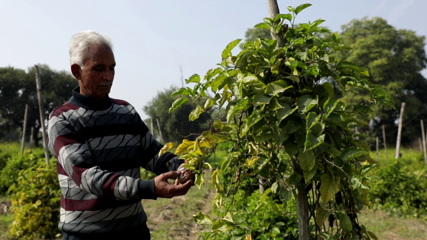 पैशन फ्रूट की खेती का आइडिया