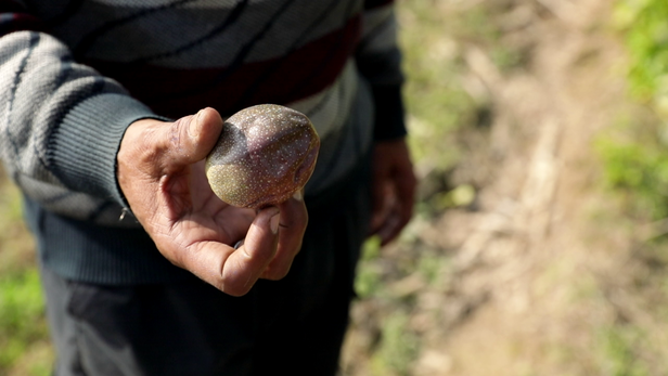 बाजार में पैशन फ्रूट की खेती की माँग